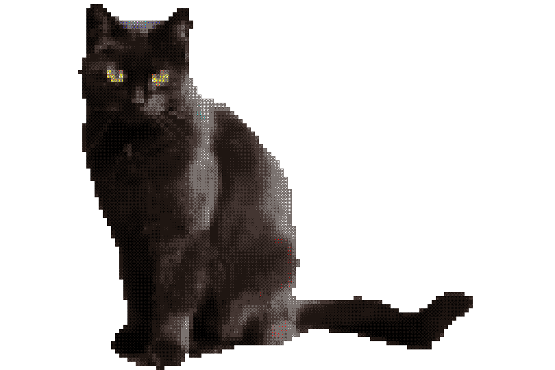 Black cat