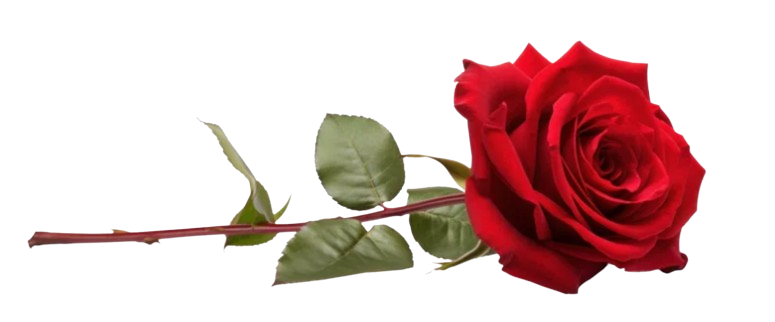 Red rose